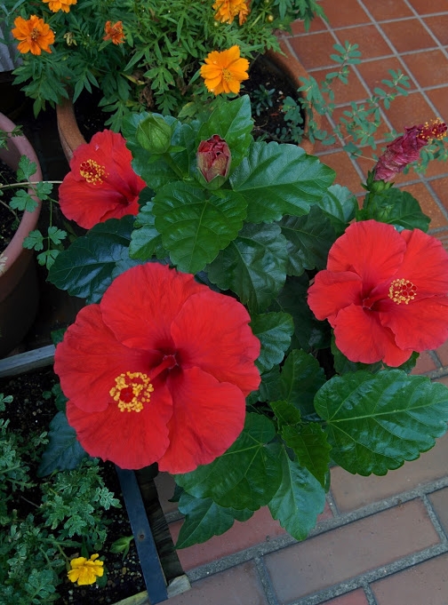 IMG_20160805_083138s